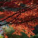 FVCW (32)-Weicht-Sabine